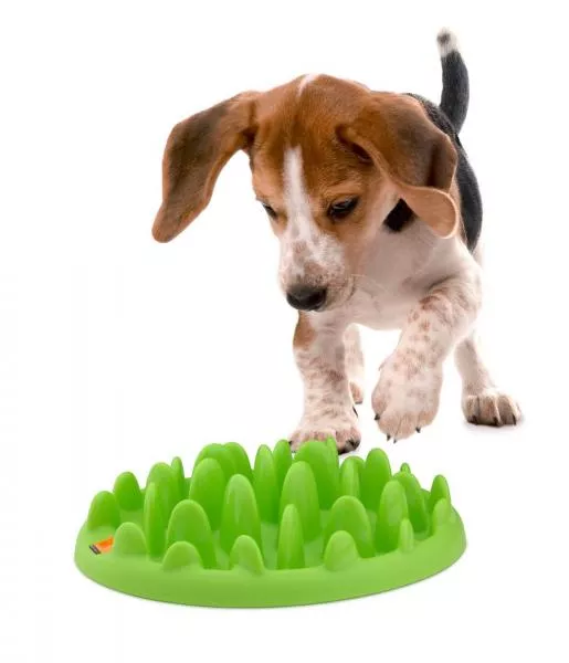 Northmate® Green - interaktiver Napf - kleine Hunde
